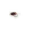 kevin's aquatic beetle